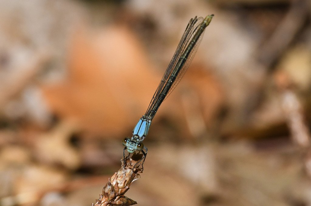 022 2017-07011174 Westborough WMA, MA.JPG - Blue-fronted Dancer Damselfly (Argia apicalis) (m). Westborough Wildlife Management Area, MA, 7-1-2017